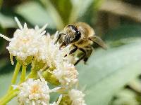 Apis mellifera image