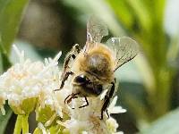 Apis mellifera image