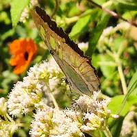 Siproeta stelenes image