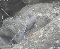 Turdus fuscater image