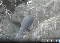 Turdus fuscater image