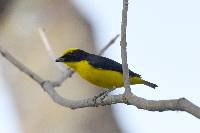 Euphonia laniirostris image