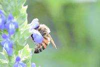 Apis mellifera image