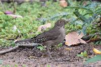 Turdus maculirostris image