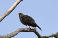 Turdus fuscater image