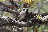 Mimus longicaudatus image