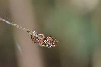 Gasteracantha cancriformis image