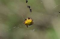 Gasteracantha cancriformis image