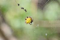 Gasteracantha cancriformis image