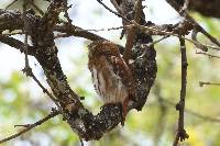 Glaucidium peruanum image