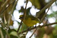 Euphonia laniirostris image