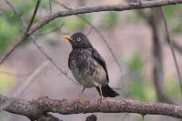 Turdus reevei image