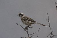 Mimus longicaudatus image