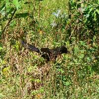 Crotophaga sulcirostris image