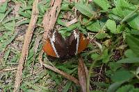 Siproeta epaphus image