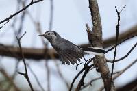 Polioptila plumbea image