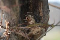 Peucetia rubrolineata image