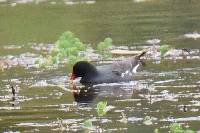 Gallinula chloropus image