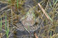 Lithobates catesbeianus image