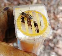 Apis mellifera image