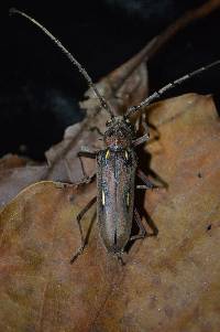 Eburia quadrinotata image