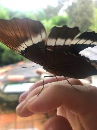 Siproeta epaphus image