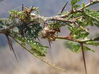 Peucetia rubrolineata image