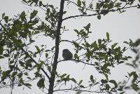 Glaucidium peruanum image