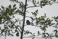 Glaucidium peruanum image