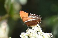 Siproeta epaphus image