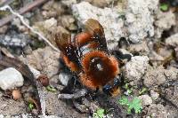 Bombus rubicundus image