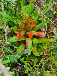 Guzmania gloriosa image