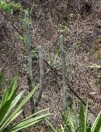 Trichocereus macrogonus image