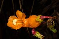 Columnea strigosa image