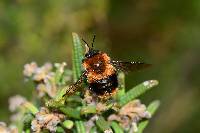 Bombus rubicundus image