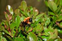 Bombus rubicundus image