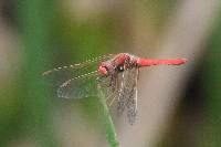 Sympetrum gilvum image