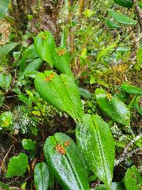 Pleurothallis coriacardia image