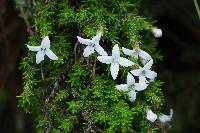 Arcytophyllum thymifolium image