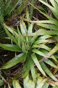 Puya nitida image