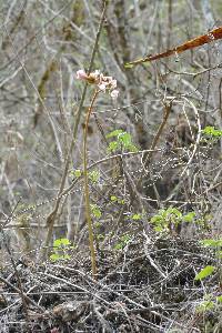 Begonia parcifolia image