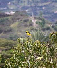 Icterus mesomelas image