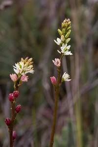 Harperocallis falcata image