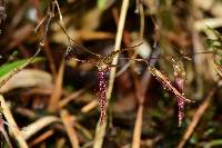 Andinia schizopogon image