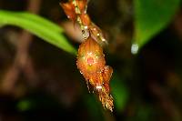 Lepanthes hirtzii image