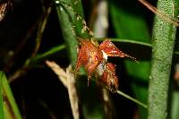 Lepanthes hirtzii image