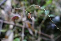 Lepanthes hirtzii image