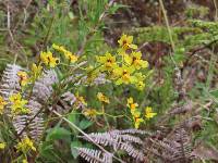 Cyrtochilum soennemarkii image