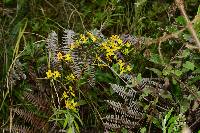 Cyrtochilum soennemarkii image