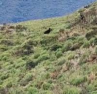 Tapirus pinchaque image